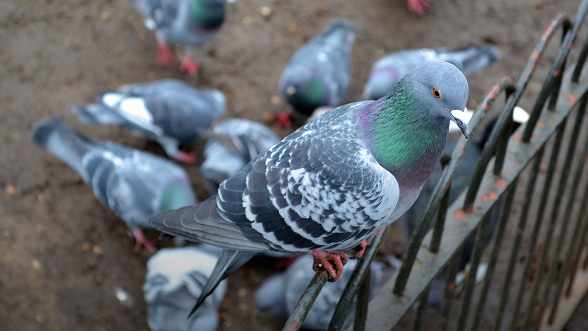 BPCACertificateinBirdManagementCourseandExam BPCACertificateinBirdManagementCourseandExam